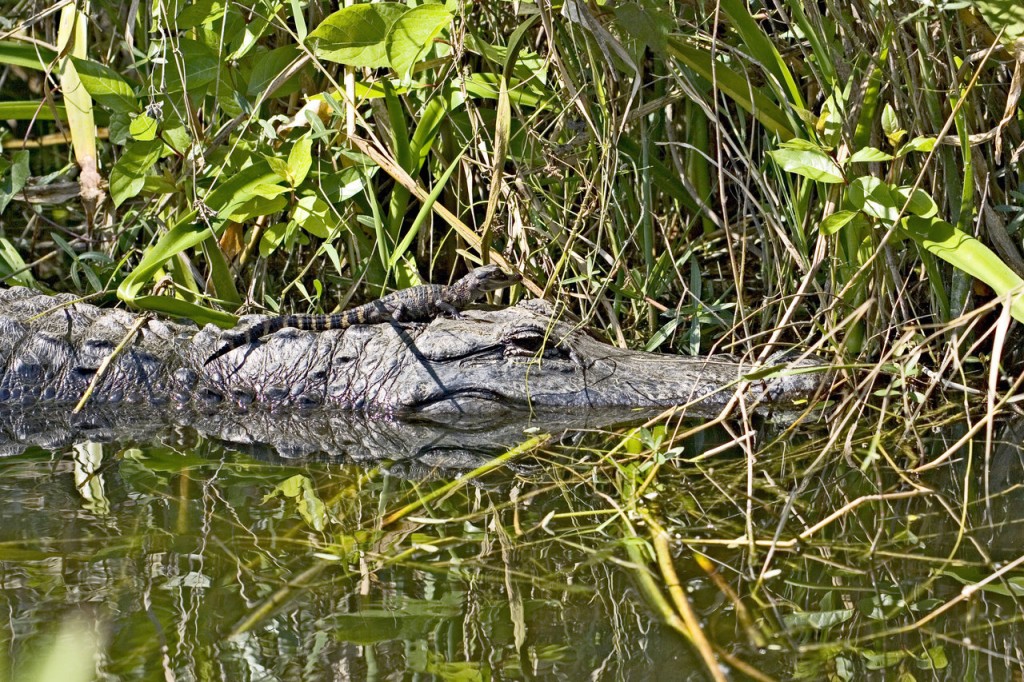 Alligator and Young in Everglades National Park Photo Credit: R. Cammauf / NPS