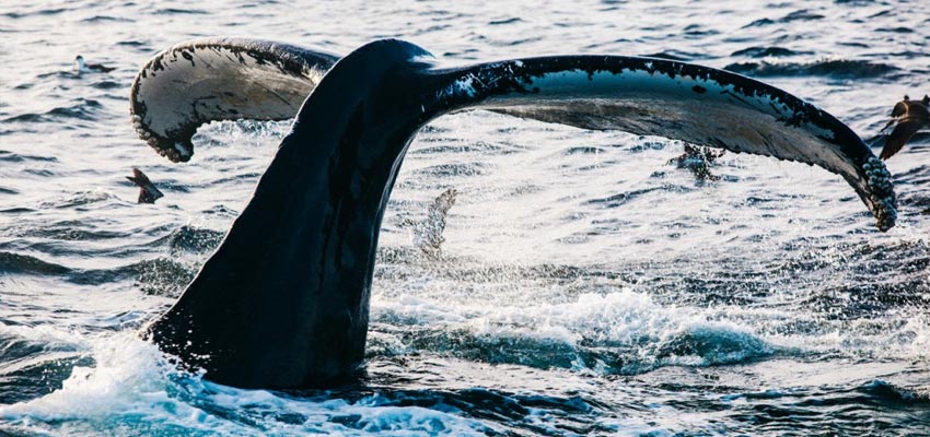 Humpback Whale Dive