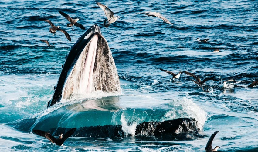 Humpback whale feeding