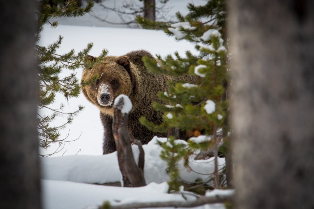 Yellowstone Grizzly Bear Photo Credit: Neal Herbert / National Park Service