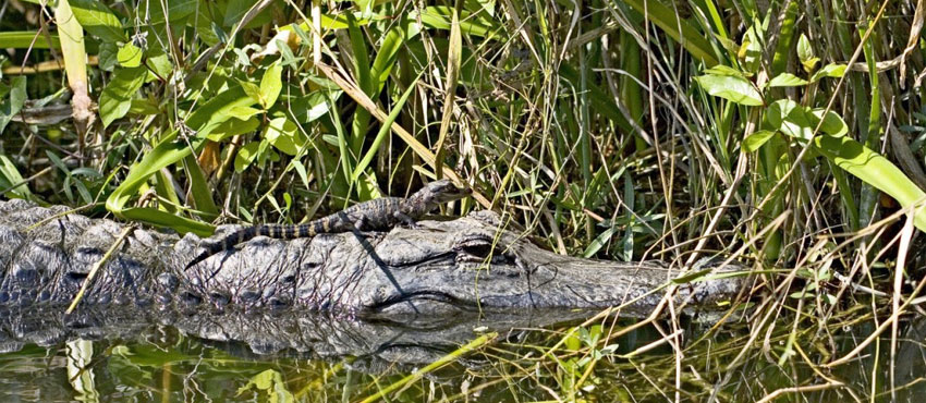 Everglades National Park