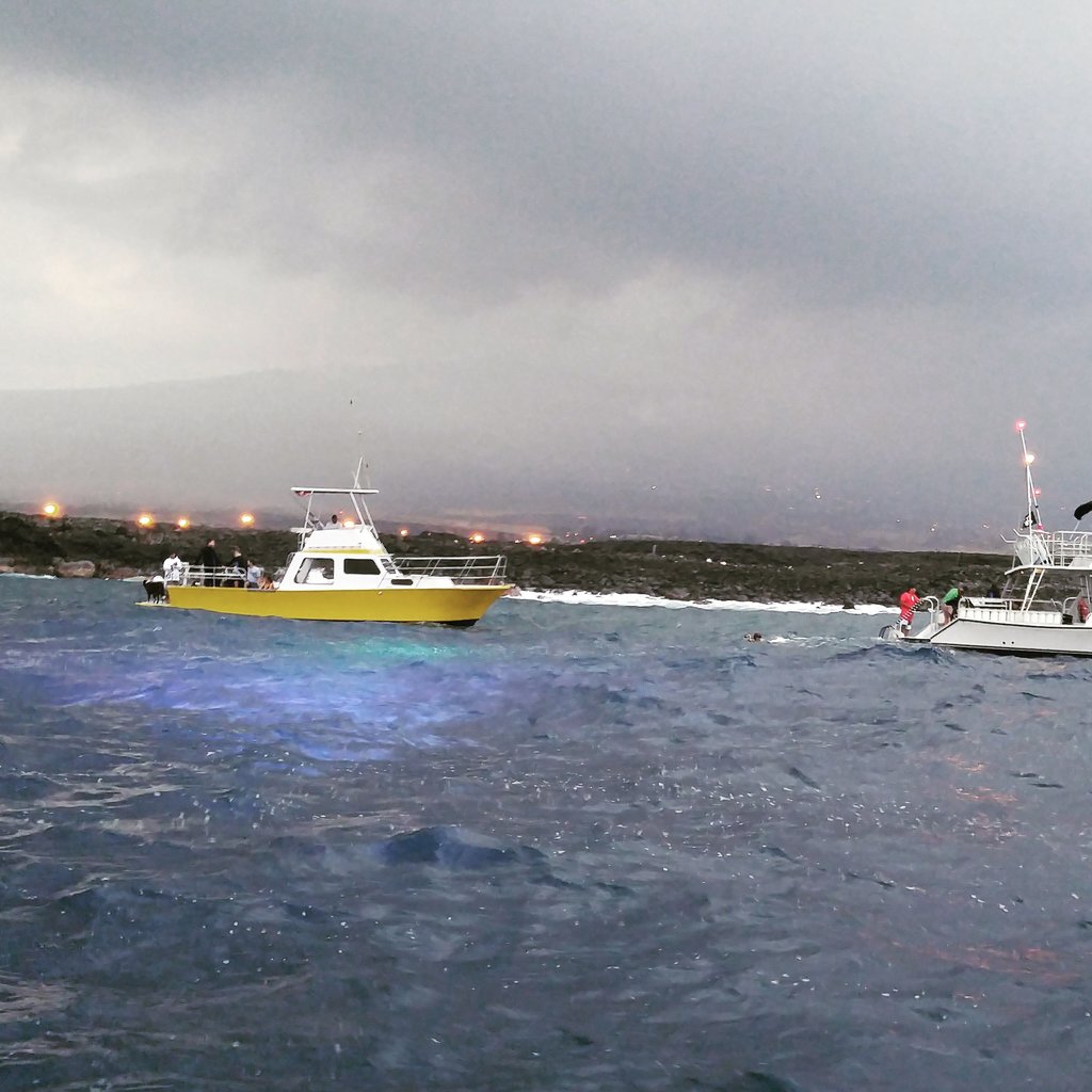 manta ray night snorkel kona out of pier