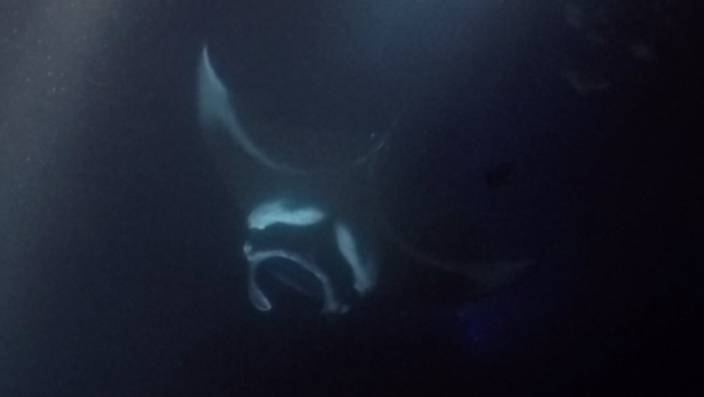 manta ray hawaii