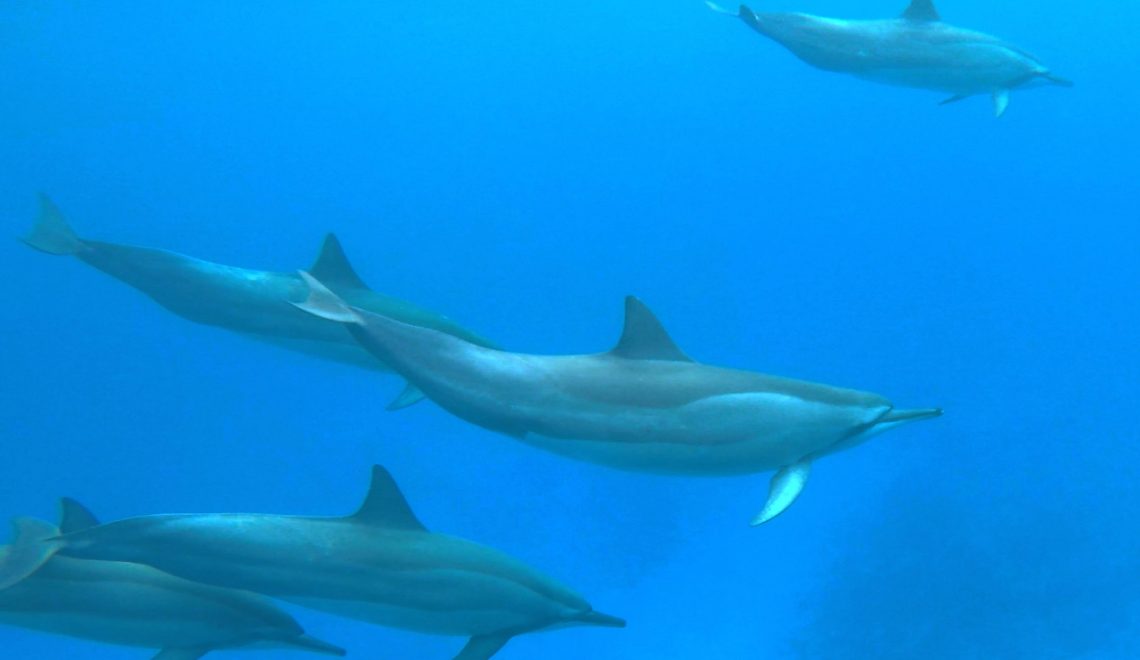 Swimming With Dolphins In Kona – What To Expect On Your Trip - Scenic ...