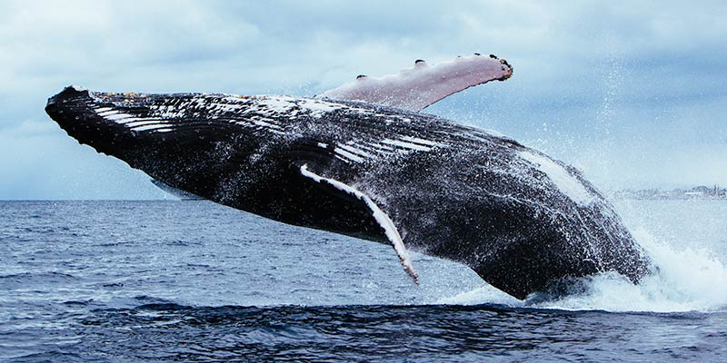 Humpback whale breach