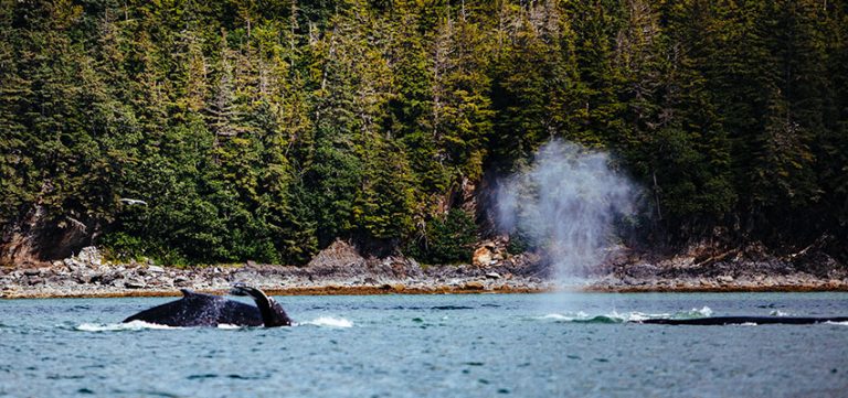 Your Guide to Whale Watching in Alaska - Scenic States