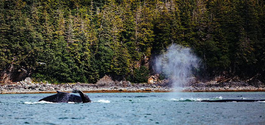 Humpback whale spout