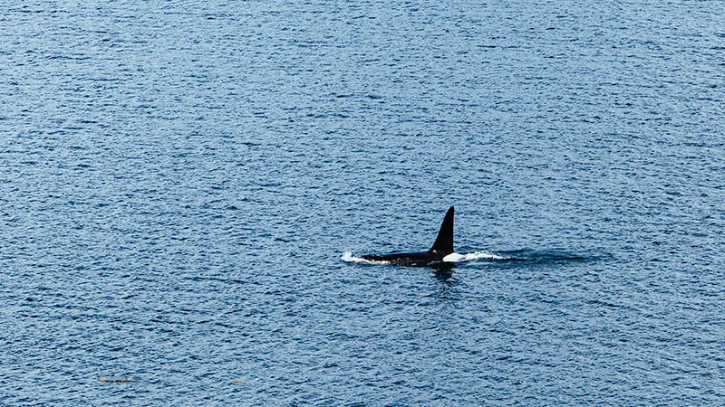 Orca from cruise
