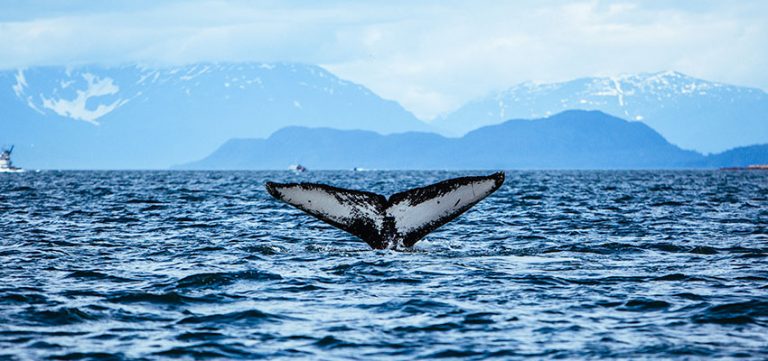 Your Guide to Whale Watching in Alaska - Scenic States