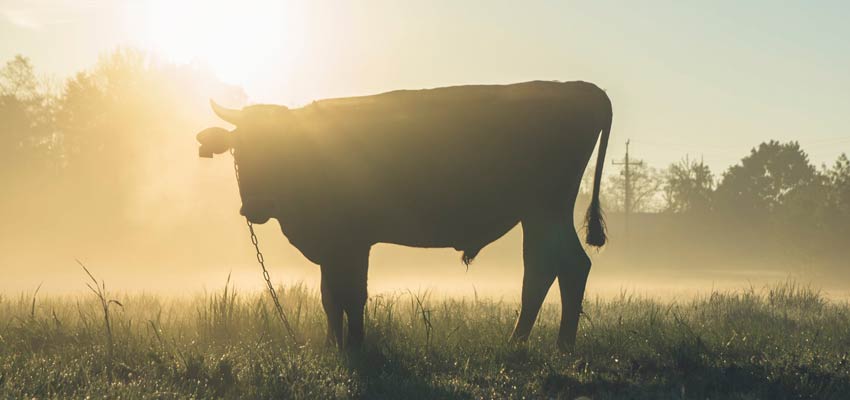 Cattle Drive