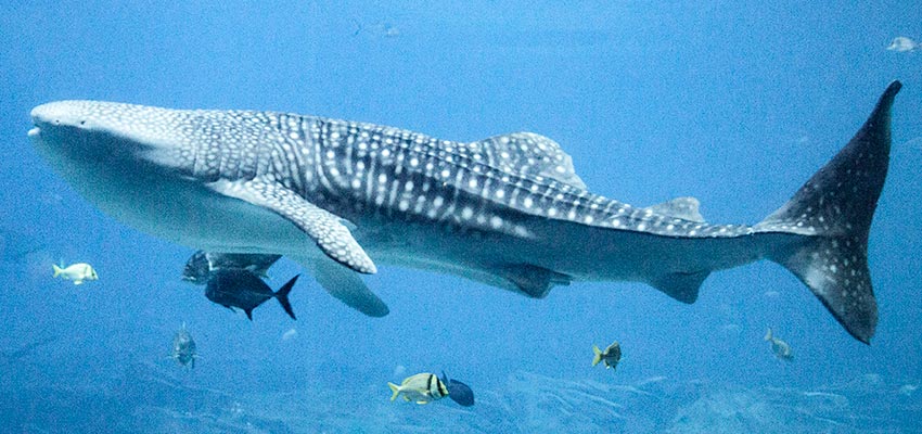 Georgia Aquarium whale shark