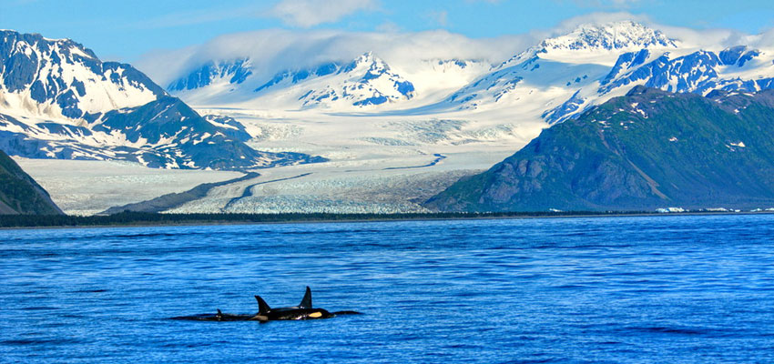 Kenai Fjords