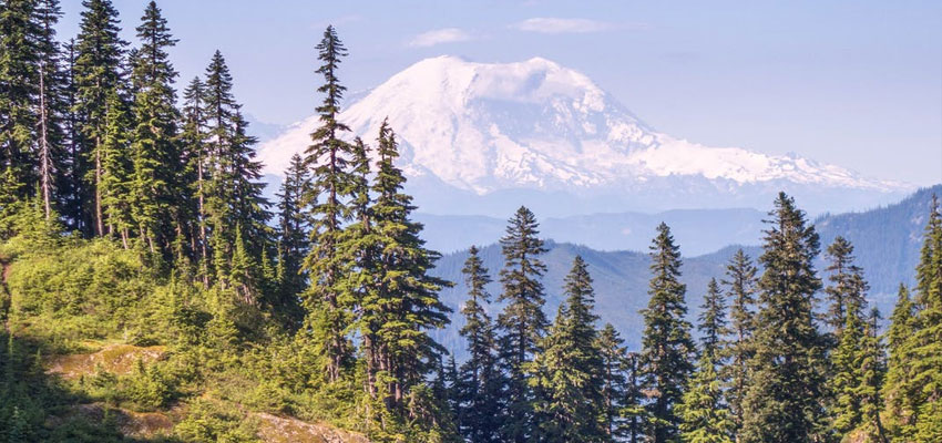 Mt. Rainier