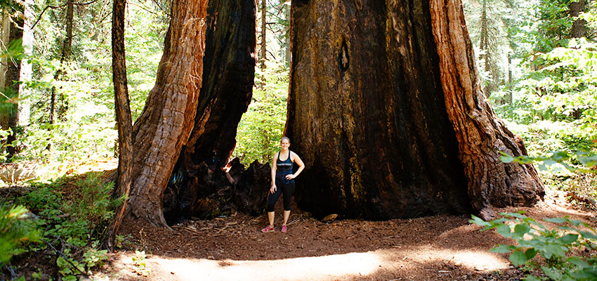 Redwood Trees