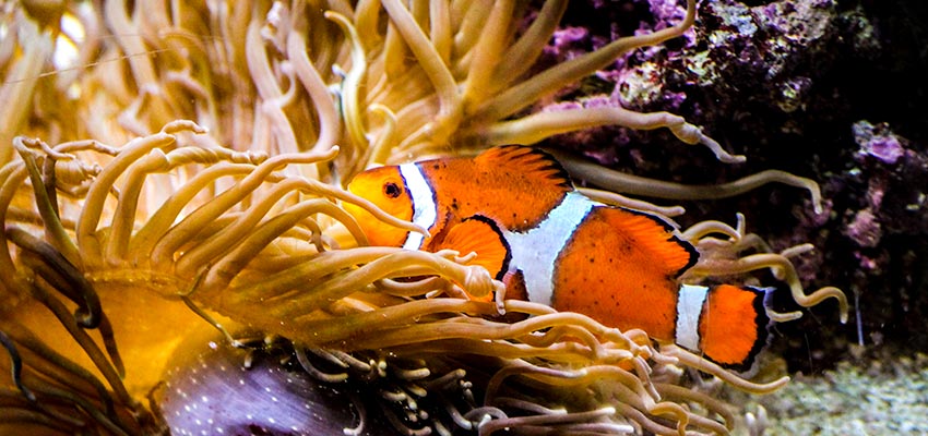 Shedd Aquarium Clownfish