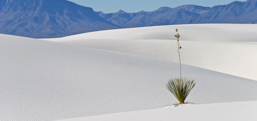 White Sands Plants