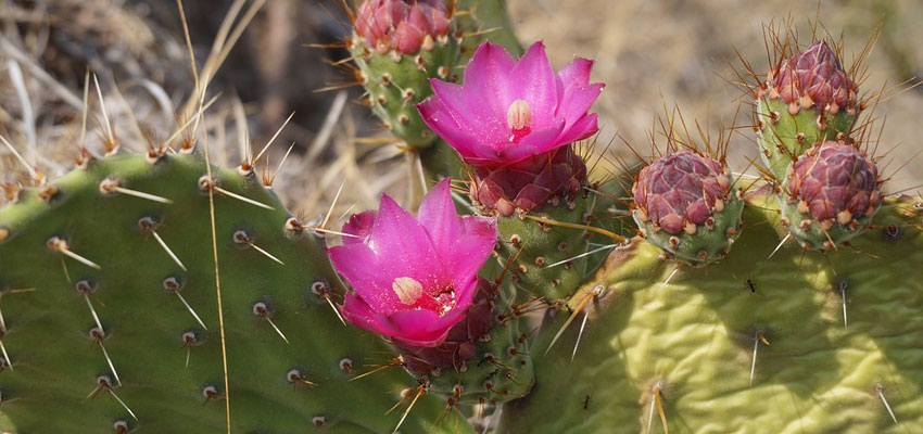 Desert Botanic Gardens