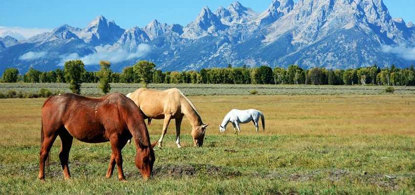 Grand Teton Horses