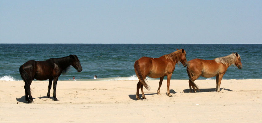 Carova Beach