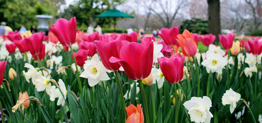 Dallas Botanic Garden