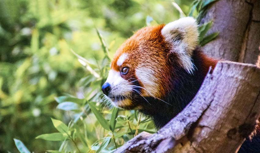 San Diego Zoo Red Panda