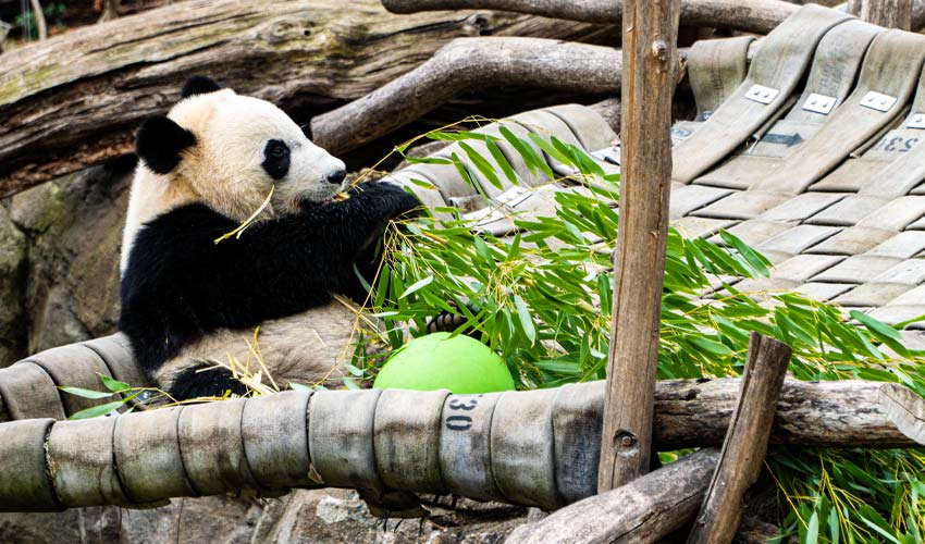 10 Best Zoos in the US to Visit in 2023 - Scenic States