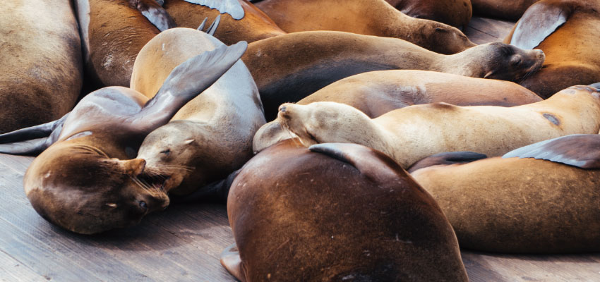 Sea Lions Fishermans Wharf