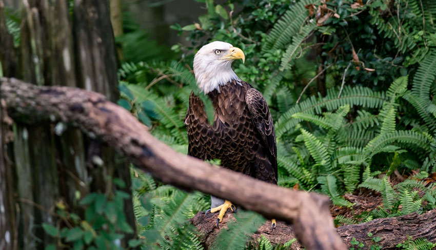 Ketchikan Bald Eagle