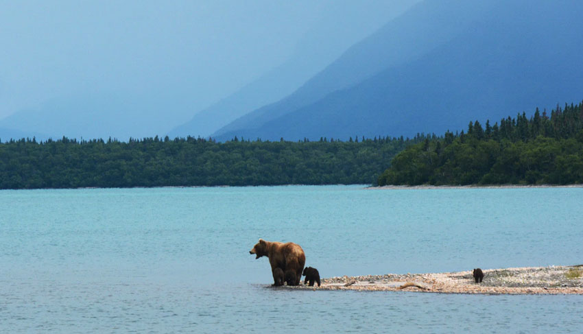 Bear Cubs