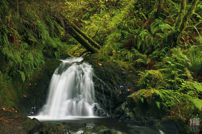 Shepperd's Dell Falls