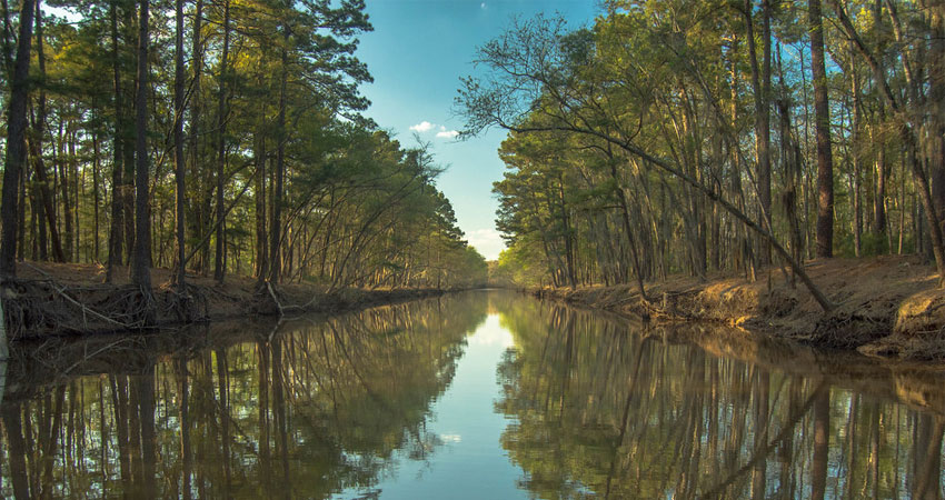 Caddo Lake in Texas