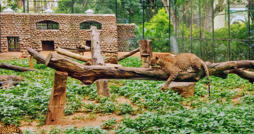 Santa Barbara Zoo Leopard