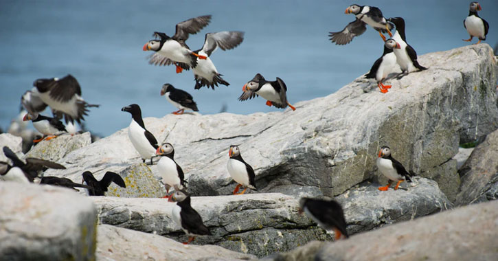 Seabirds of Maine