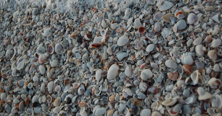 Sanibel island seashells