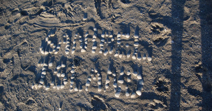 Sanibel Island shells