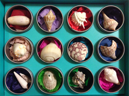 Sanibel Island shells