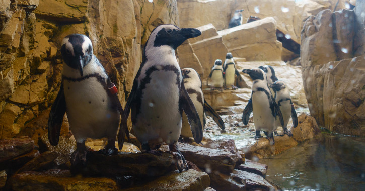 Audubon Aquarium of the Americas, Louisiana