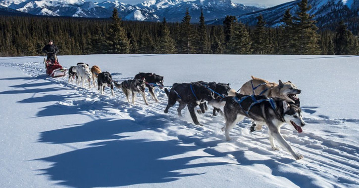 Best Winter Vacations - Dogsledding