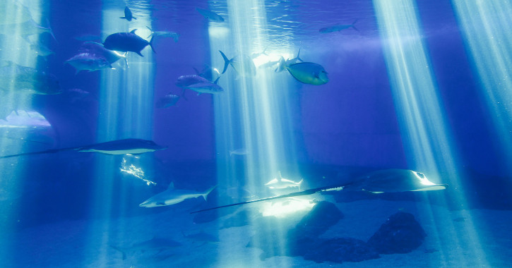 Maui Ocean Center, Hawaii