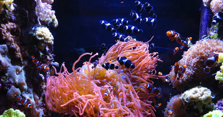 Monterey Bay Aquarium California