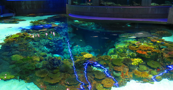 Best Aquariums in the US: National Aquarium, Maryland