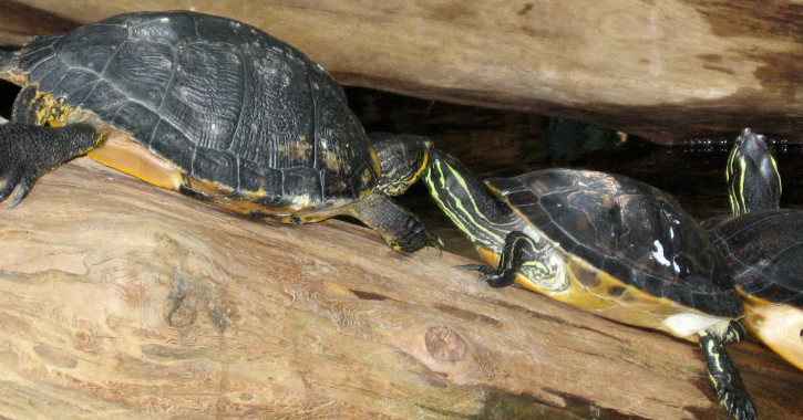 Tennessee Aquarium, Tennessee