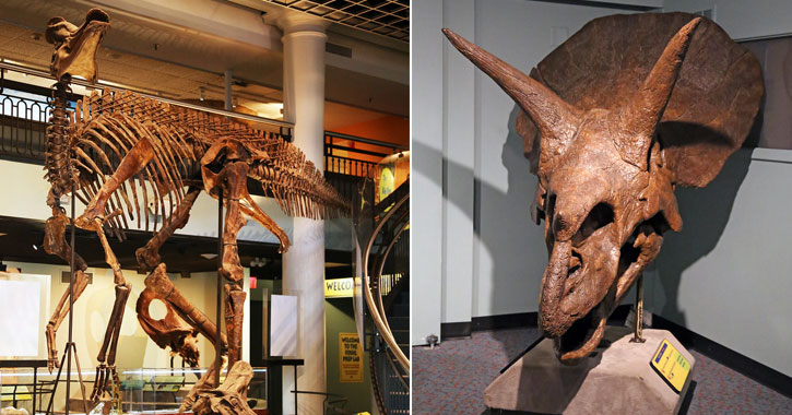 Philadelphia Dinosaur museum