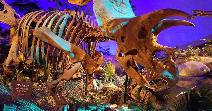 dinosaur fossil museum 