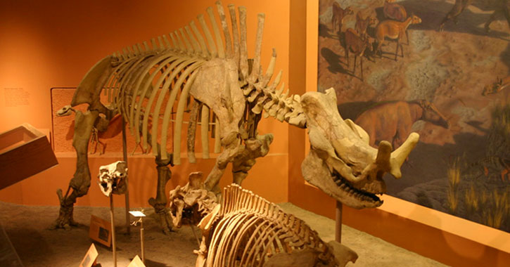 Smithsonian Dinosaur Museum - Washington DC