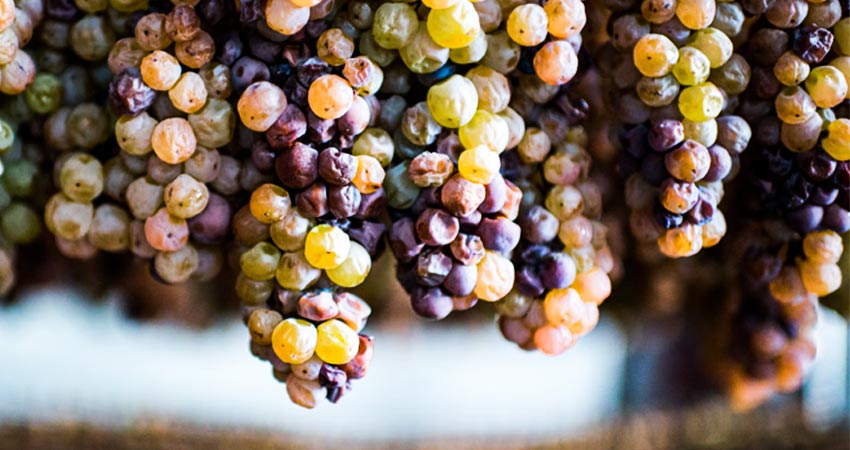 Kansas grapes