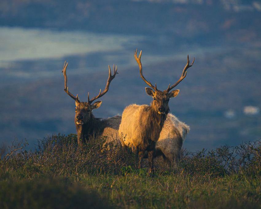 Wildlife elks