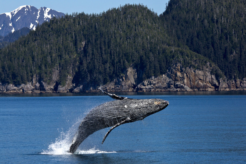 Humpback Whale Breaching, Kenai Fjords National Park, Alaska