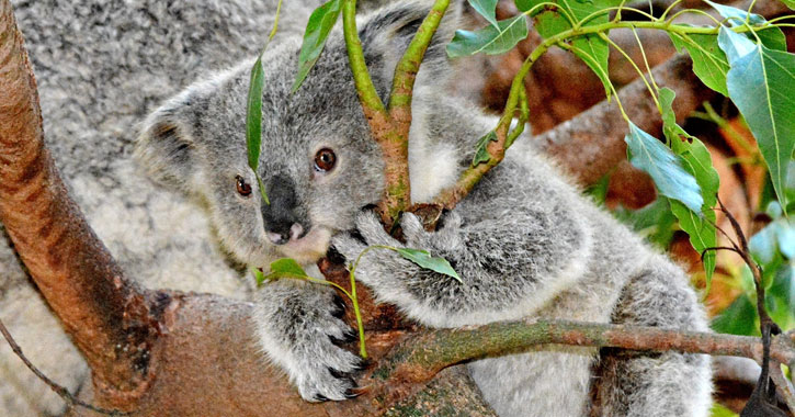 US zoos with Koalas 