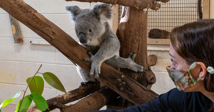 where can I see koalas in US